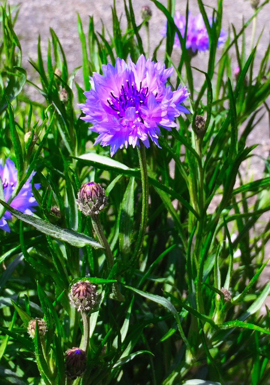 cornflower purple flowers free photo