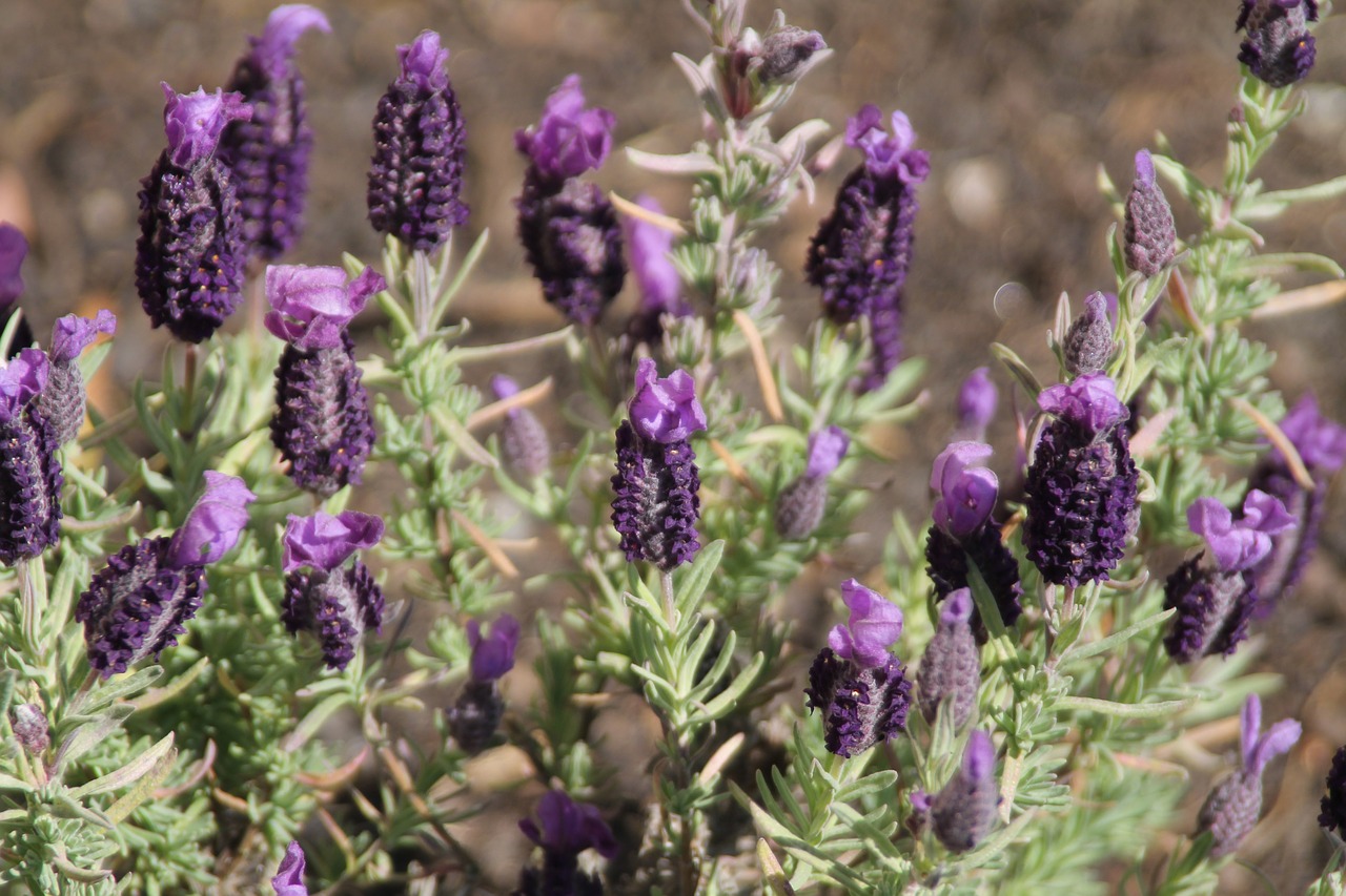 purple flowers botanic free photo