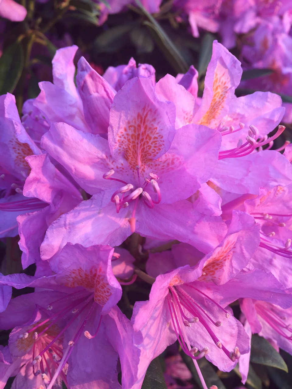 rhododendron purple flower free photo