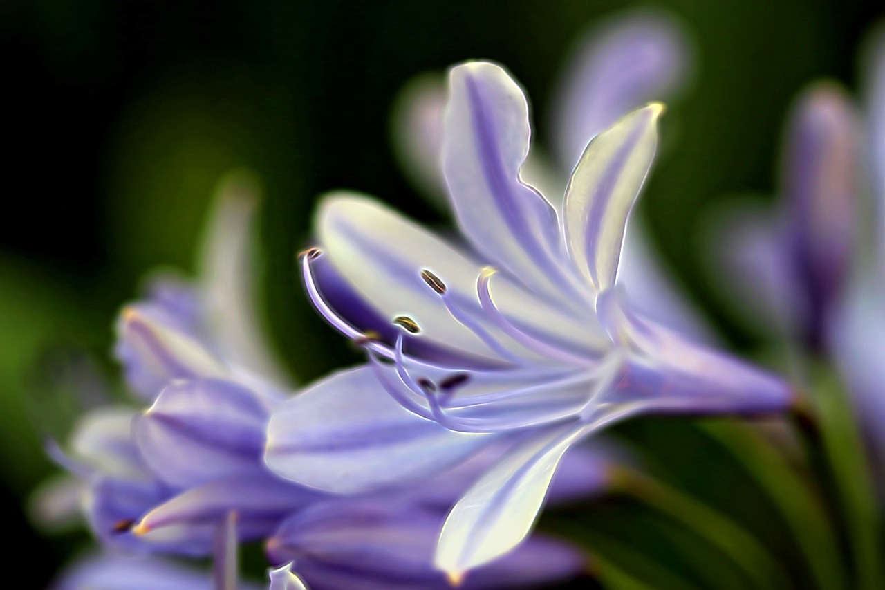 purple white glowing free photo