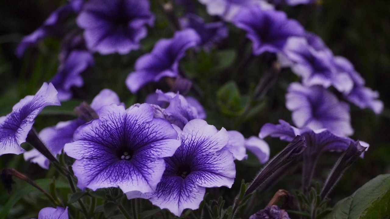 purple flowers grass free photo