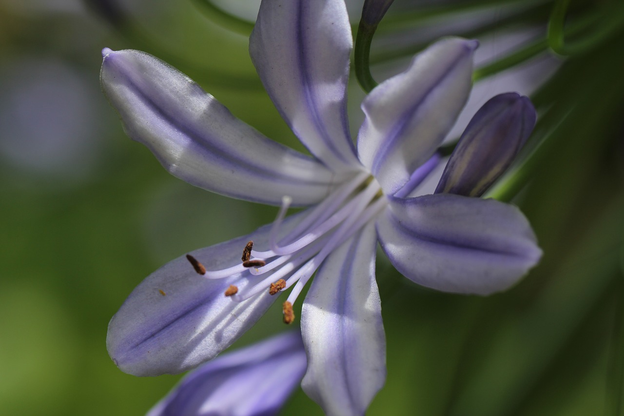 purple plant blossom free photo