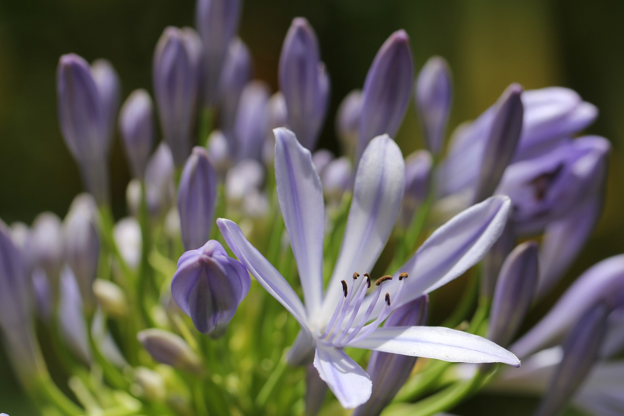 purple plant blossom free photo