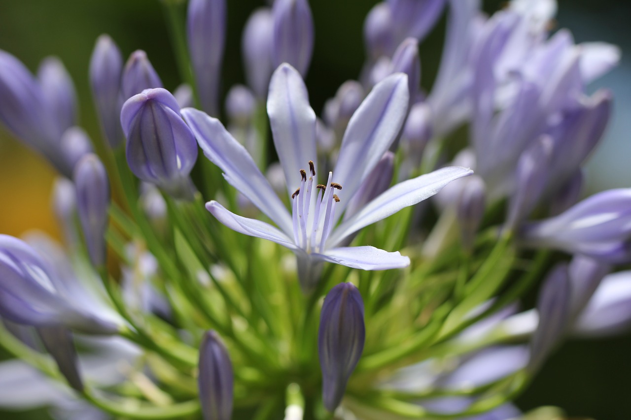 purple plant blossom free photo