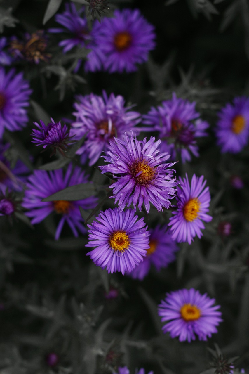 purple flower nature free photo