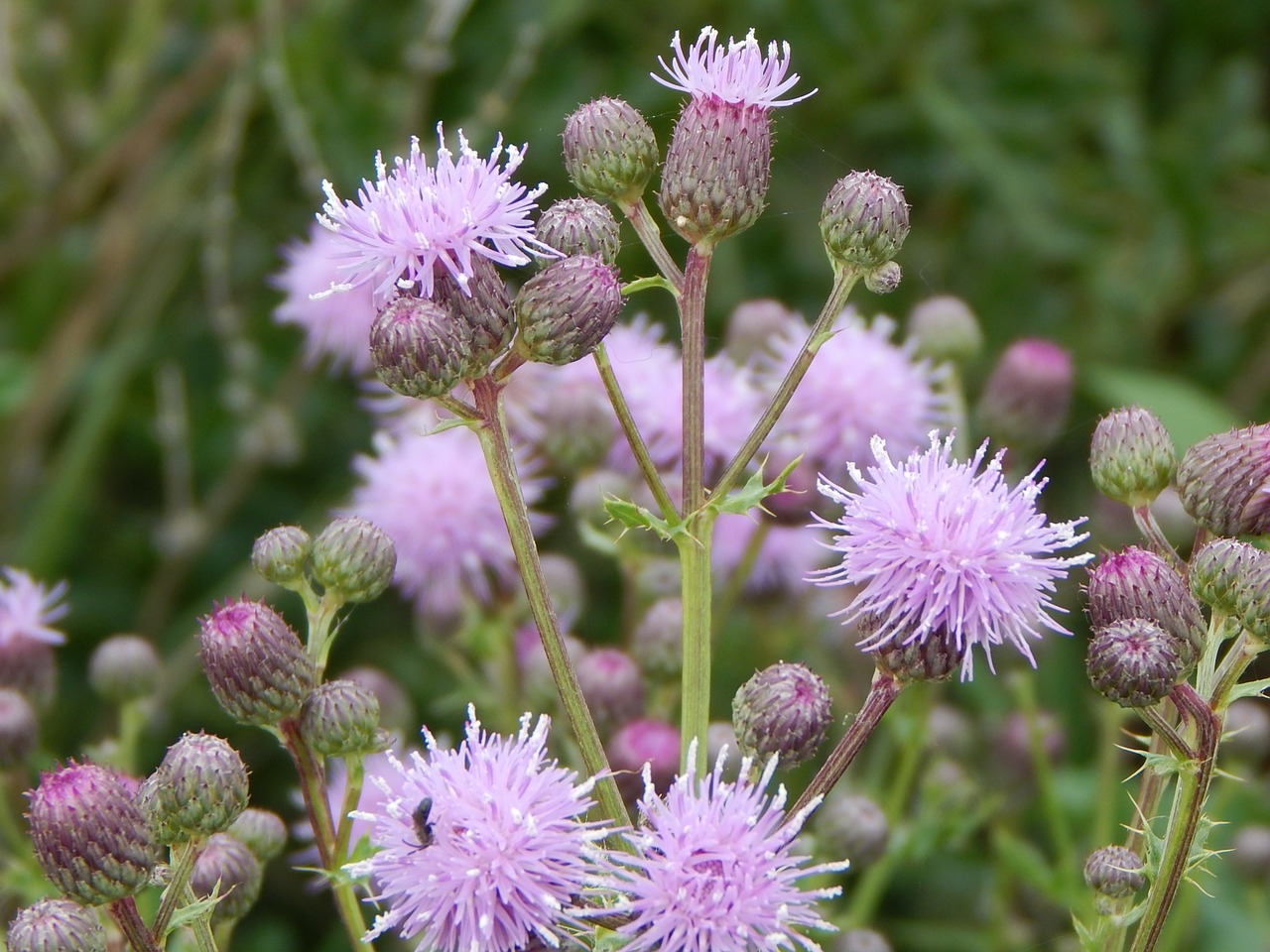 purple flowers prairie free photo