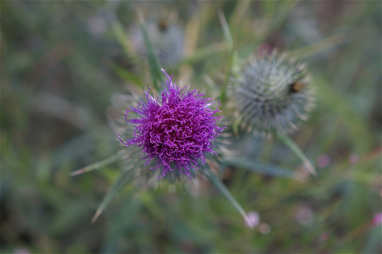 purple plant garden free photo