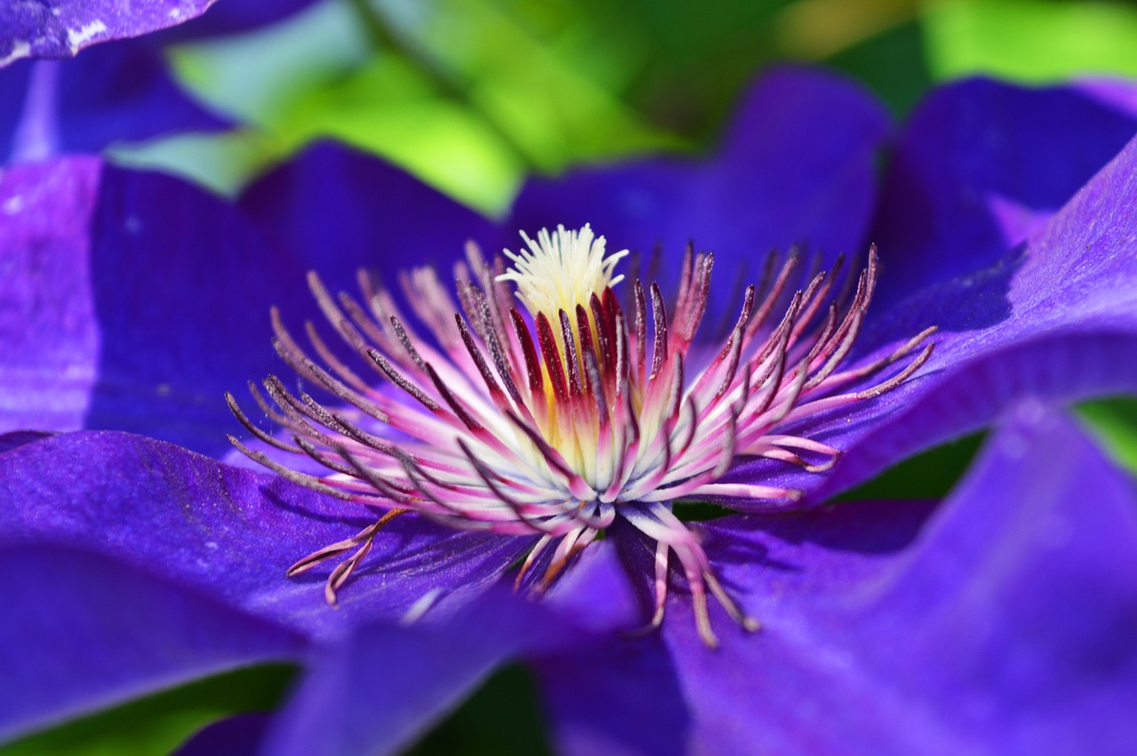 purple flower nature free photo