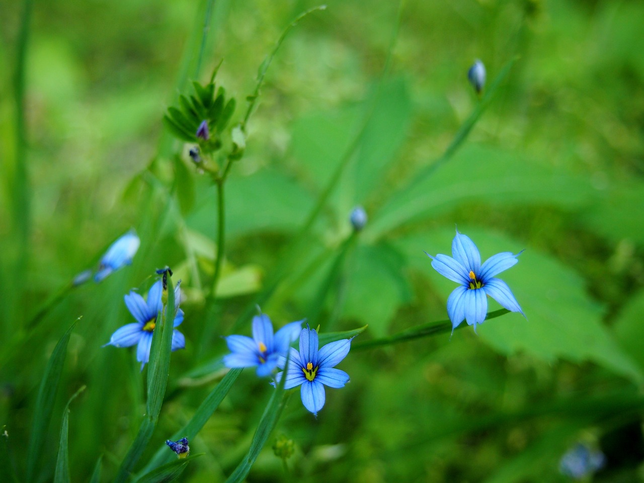 purple flowers green free photo