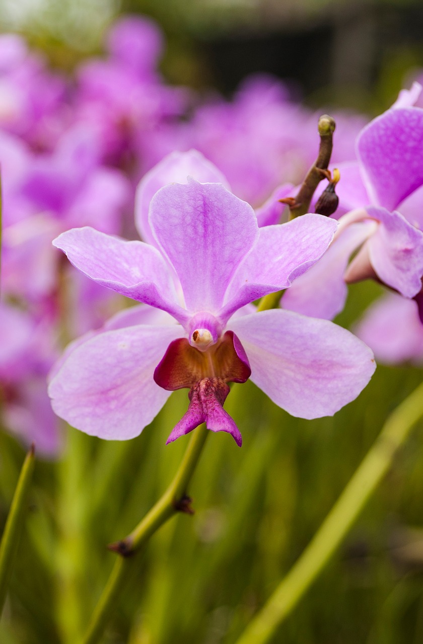 purple flower orchid free photo