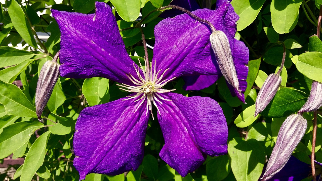 clematis purple petals free photo