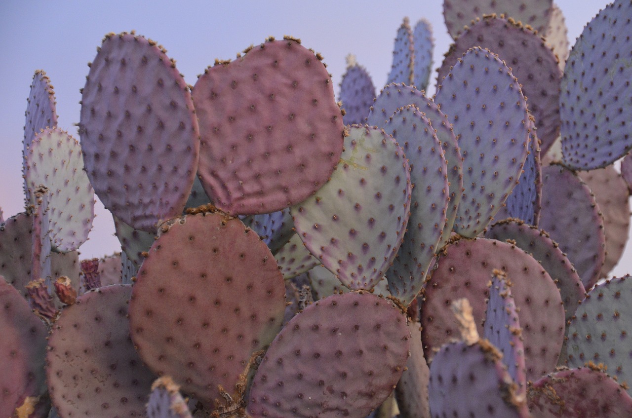 purple prickly pear cactus free photo