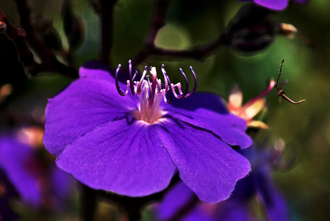 purple violet flower free photo