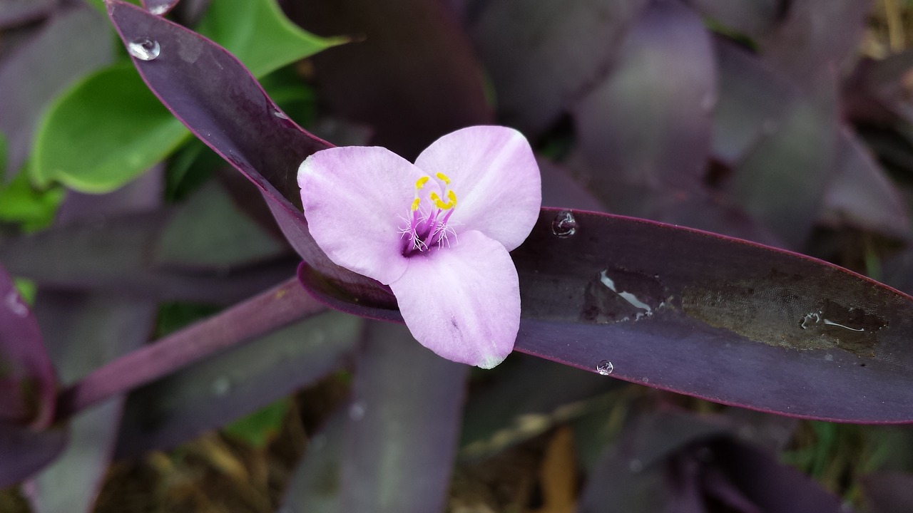 purple wandering jew plant free photo