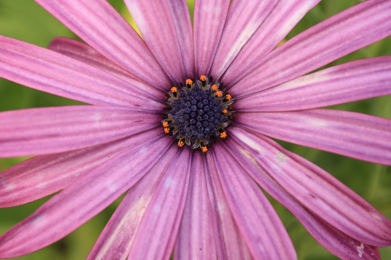 flower purple pink free photo