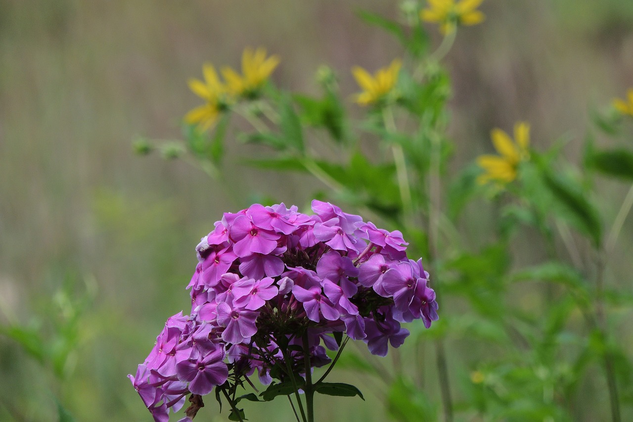 purple flowers yellow free photo