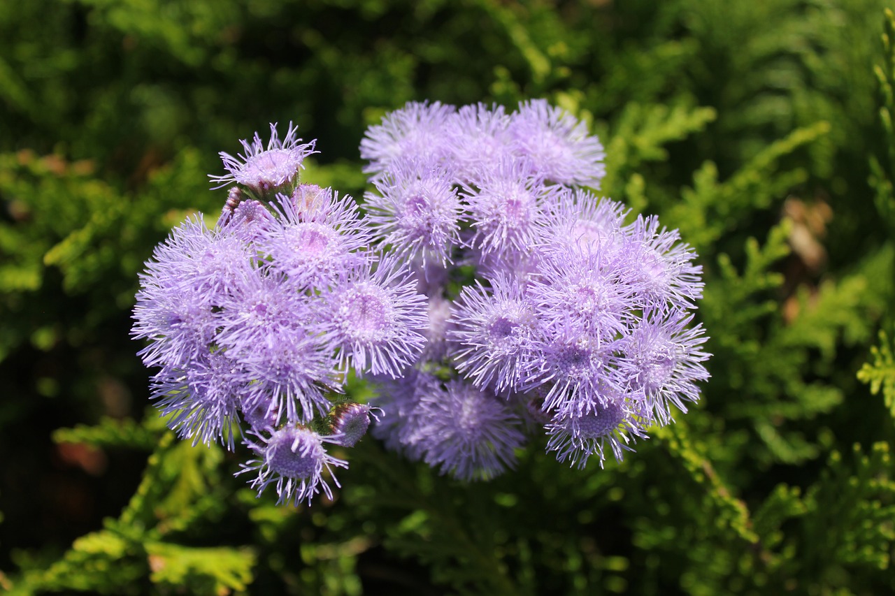 purple flower purple flowers free photo