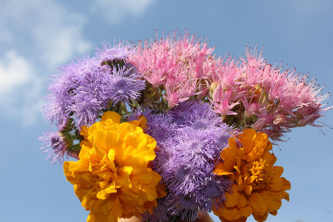 purple flower purple flowers free photo