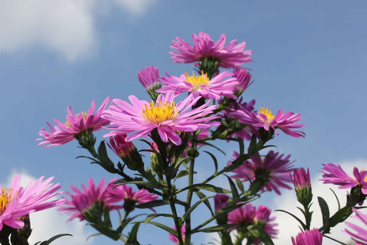 purple flower purple flowers free photo