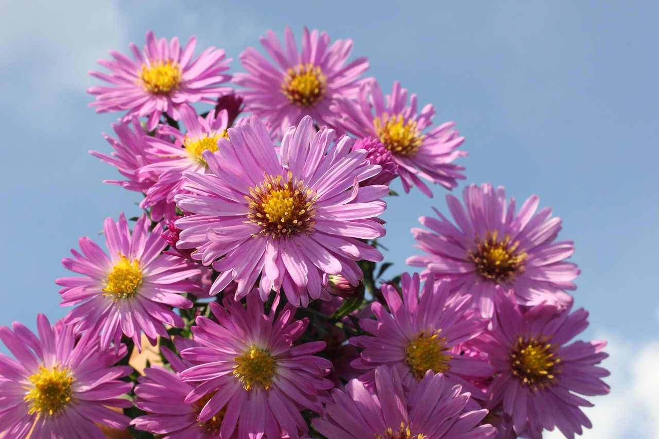 purple flower purple flowers free photo