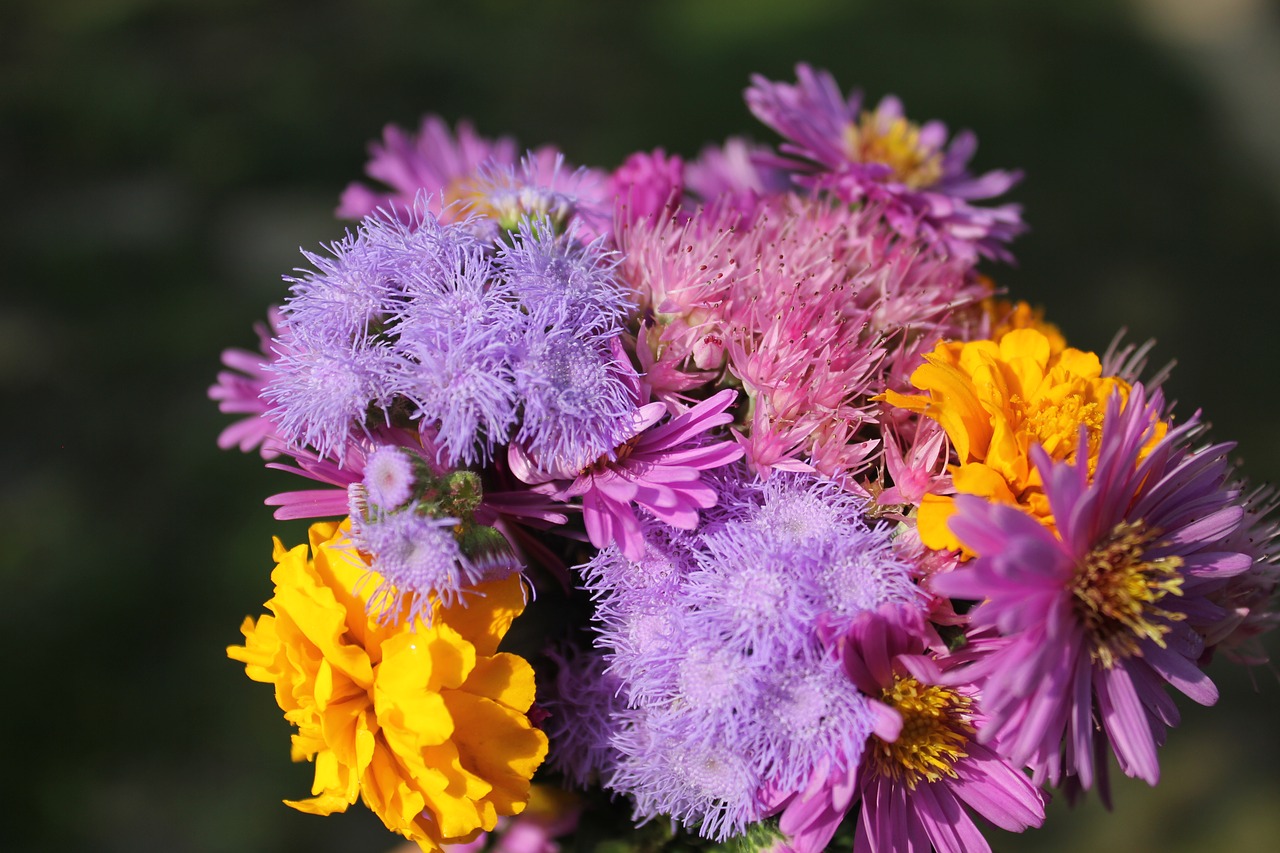 purple flower purple flowers free photo