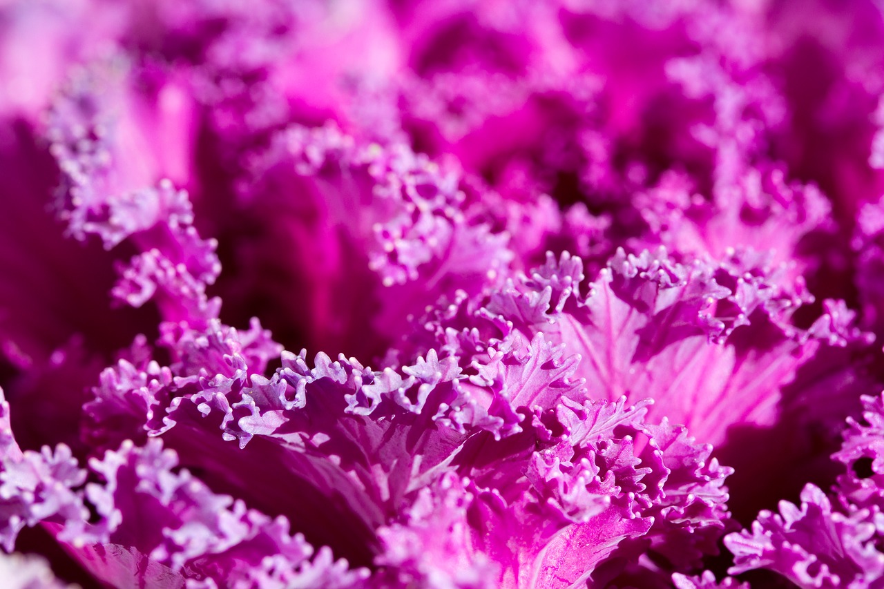 purple plant abstract free photo