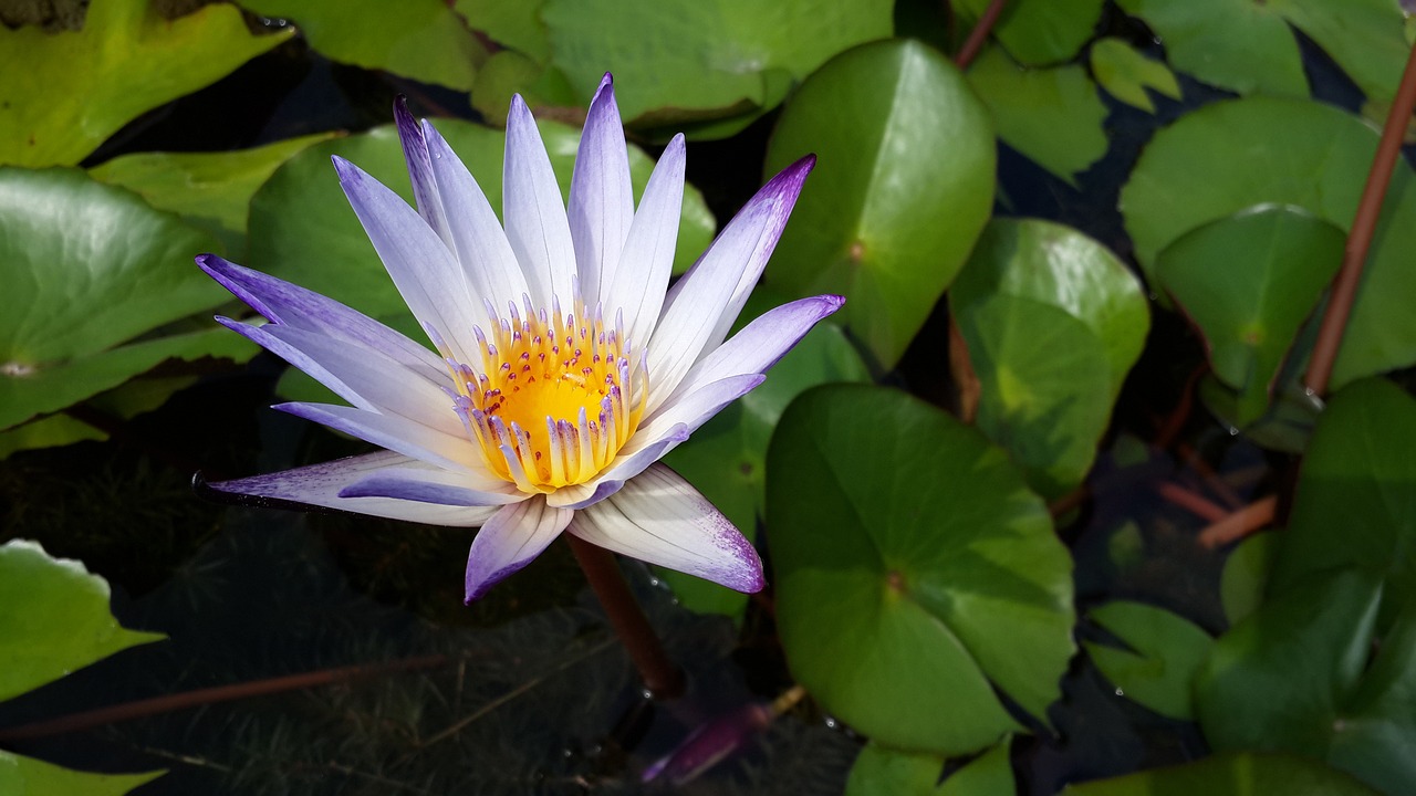 purple 蓮 early in the morning nature free photo