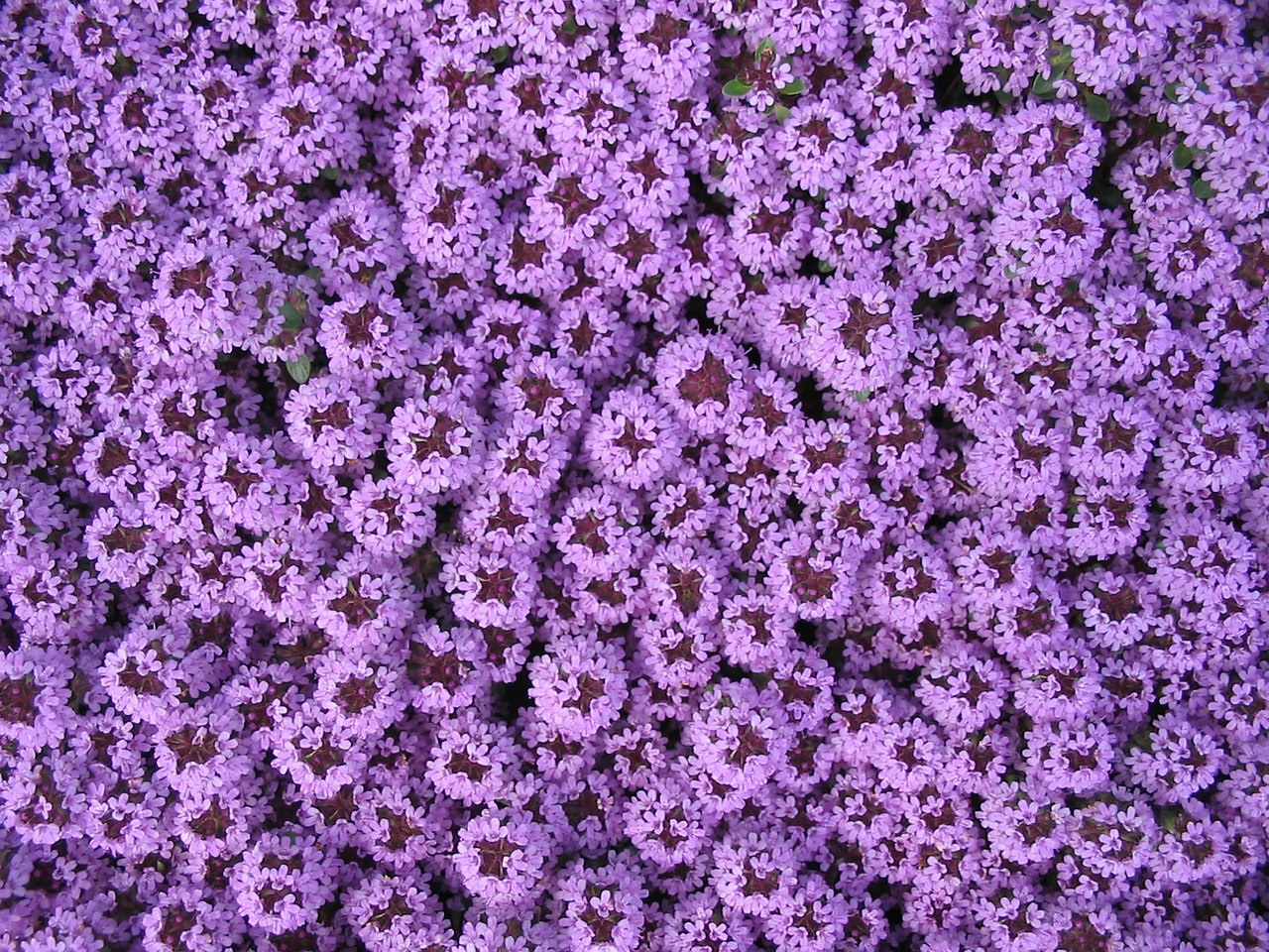 purple carpet of flowers spring free photo