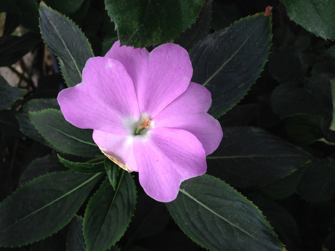 viola purple flower free photo