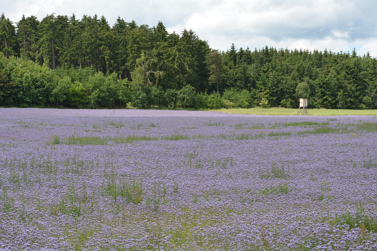 purple field flowers free photo