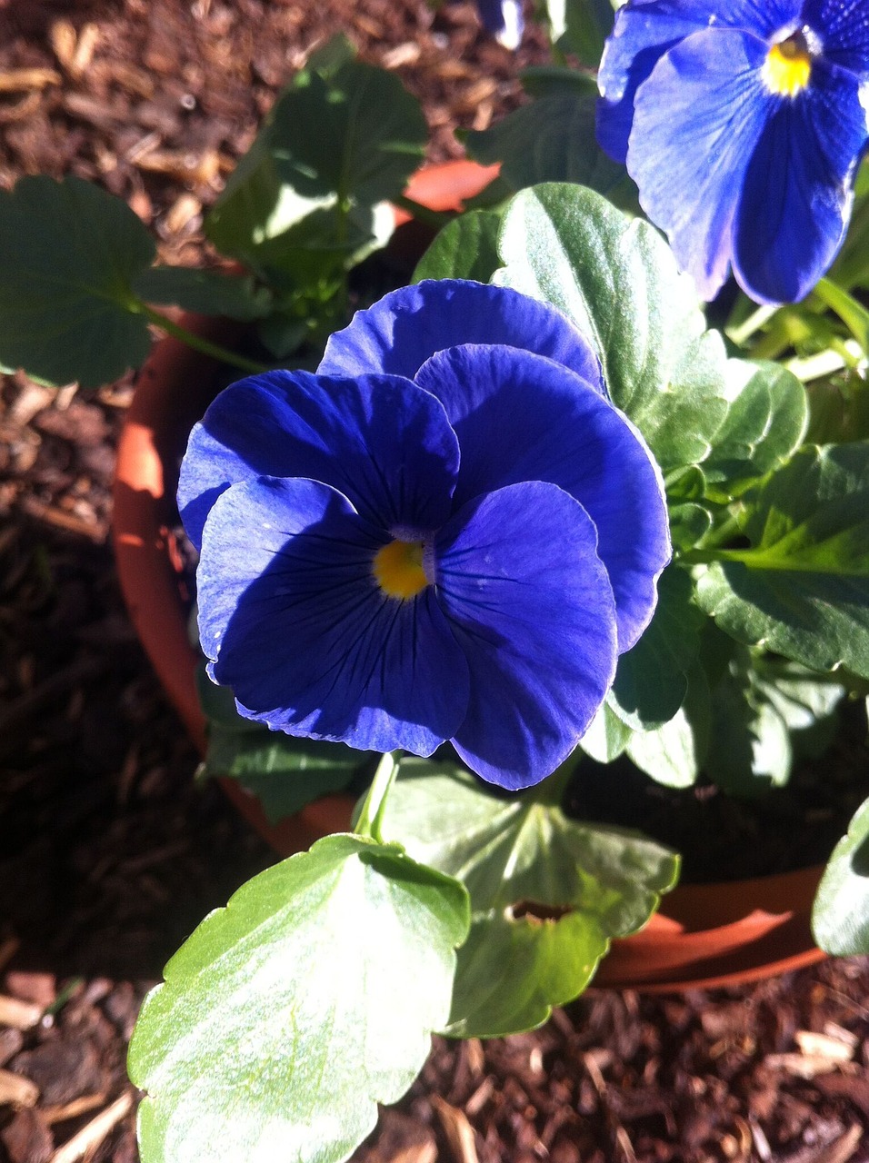 pansy purple flower free photo