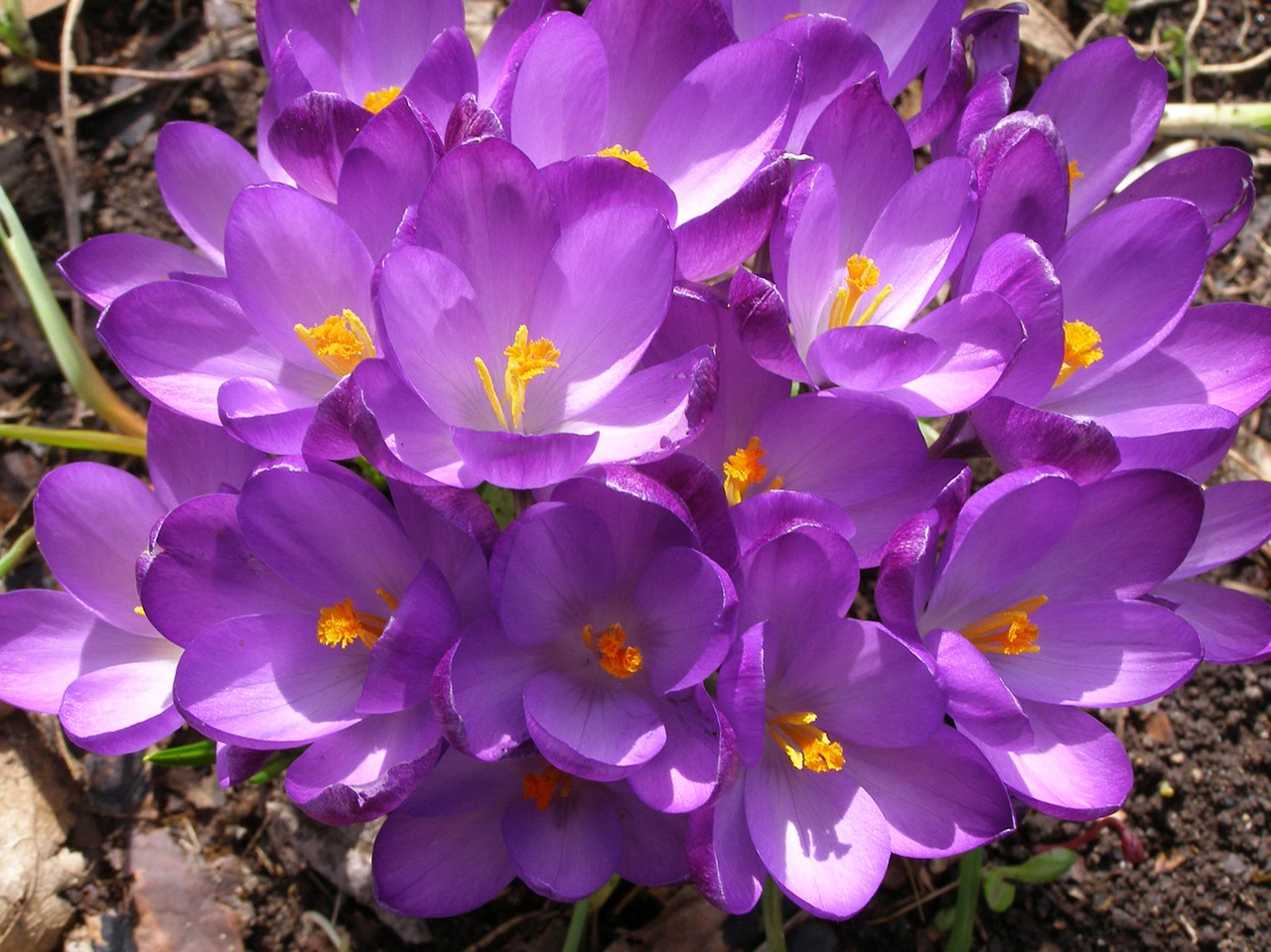 purple flower crocus free photo