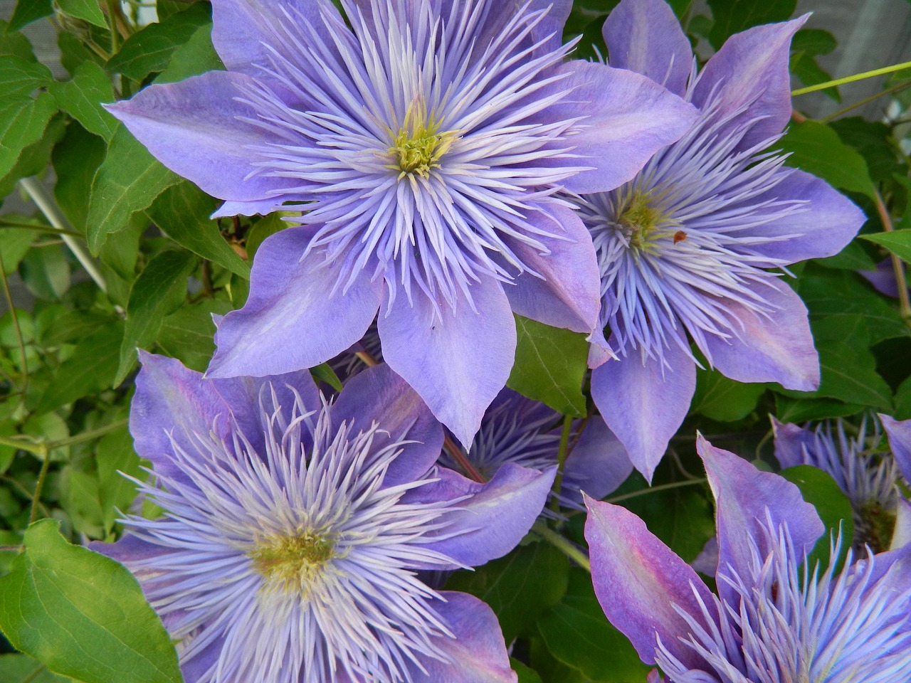 purple clematis close-up free photo