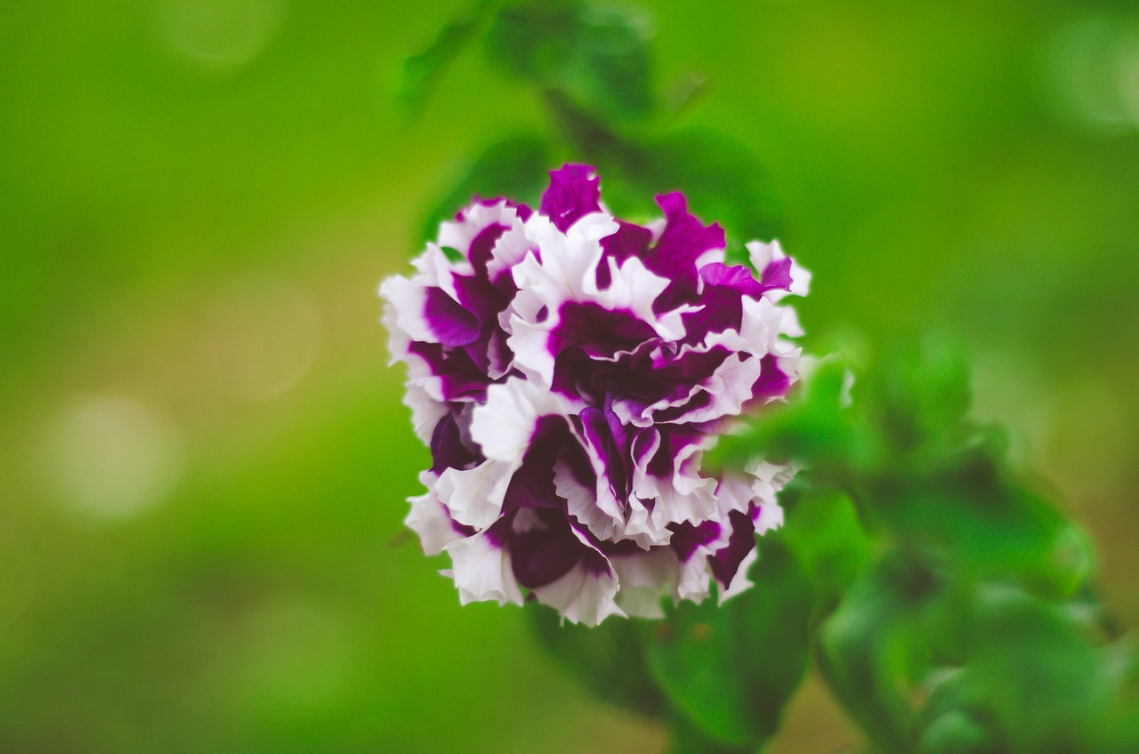 purple flowers nature free photo