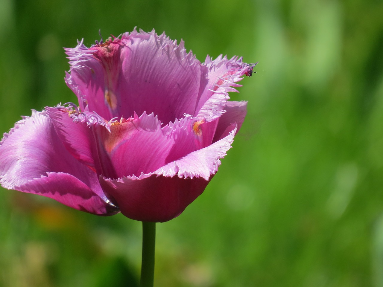 purple tulip flower free photo