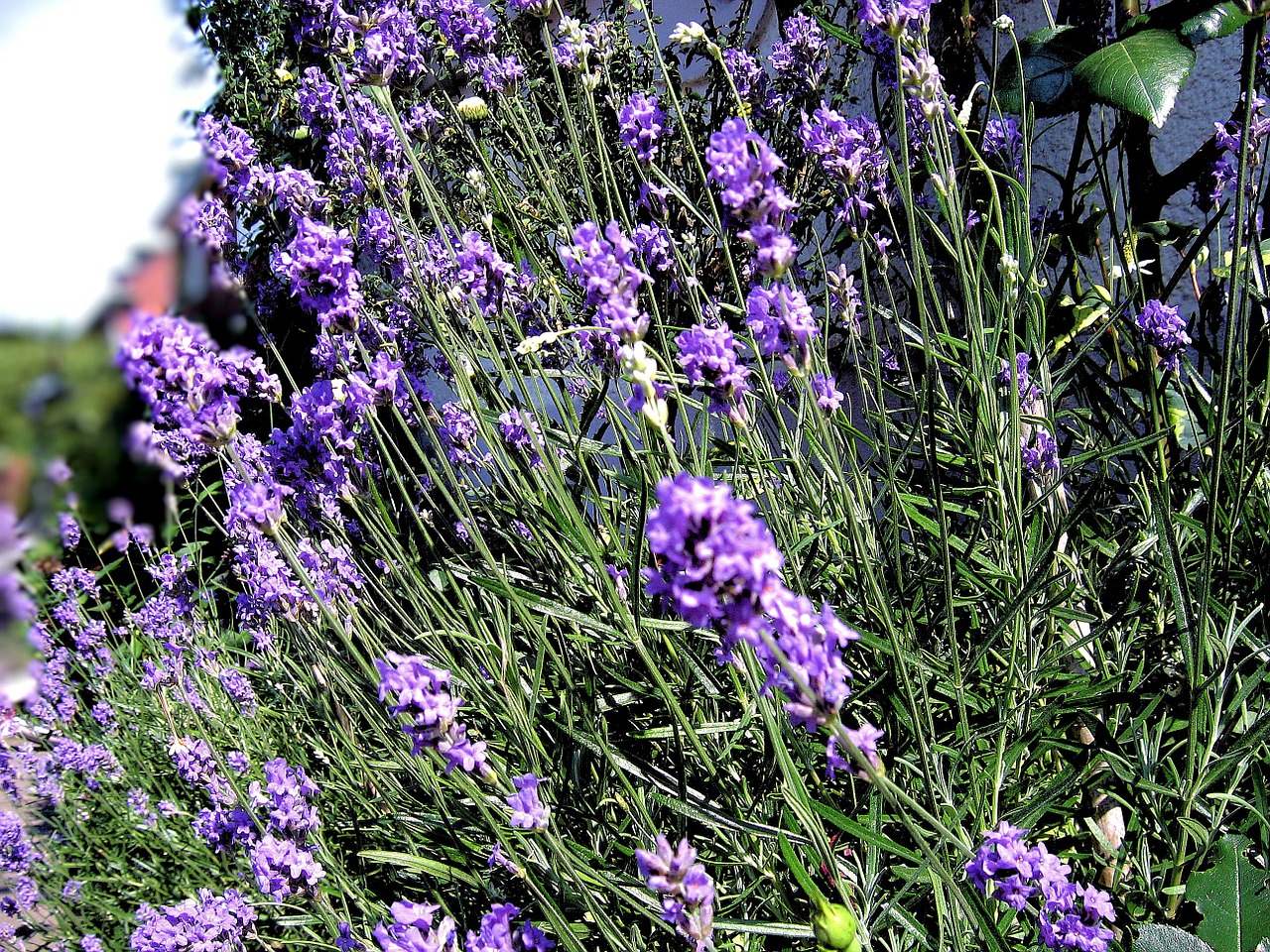 purple lavender lavender flowers free photo