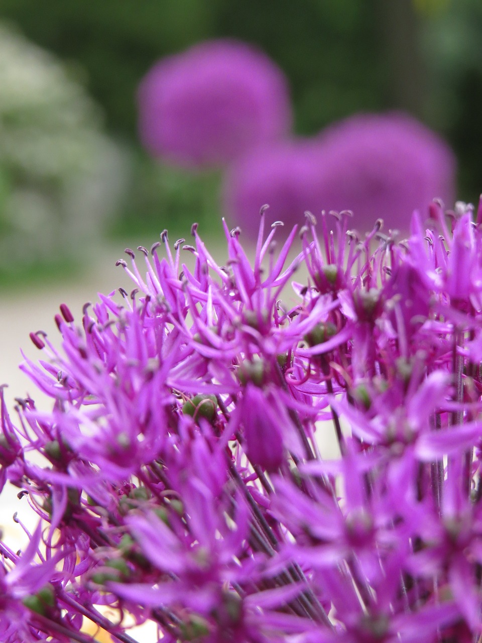 purple nature purple flower free photo