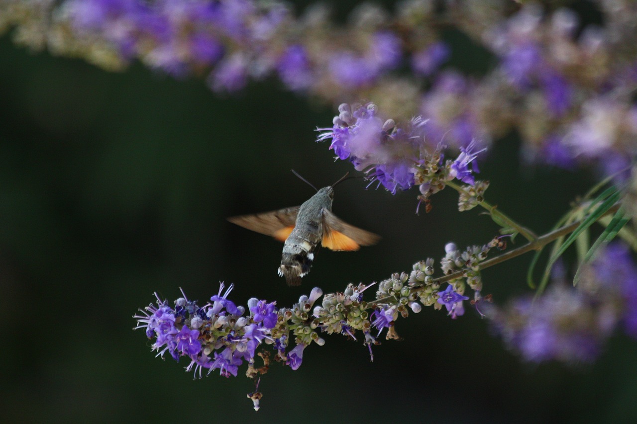 purple flower porcellus free photo