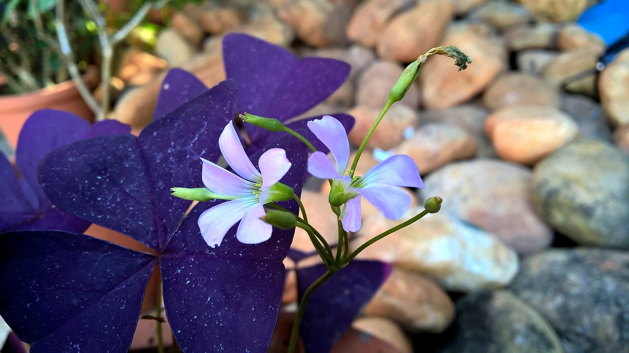 purple oxalis flower free photo