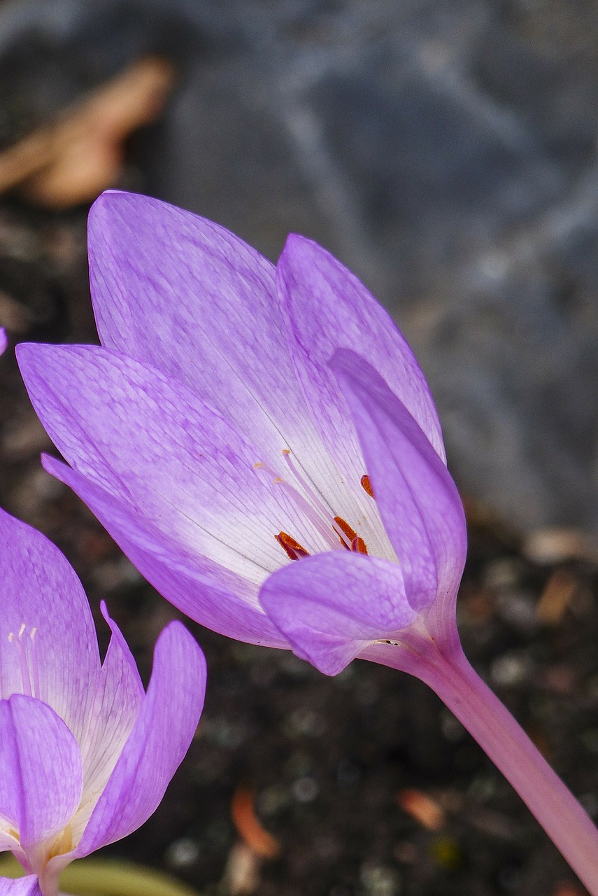 purple flower autumn free photo