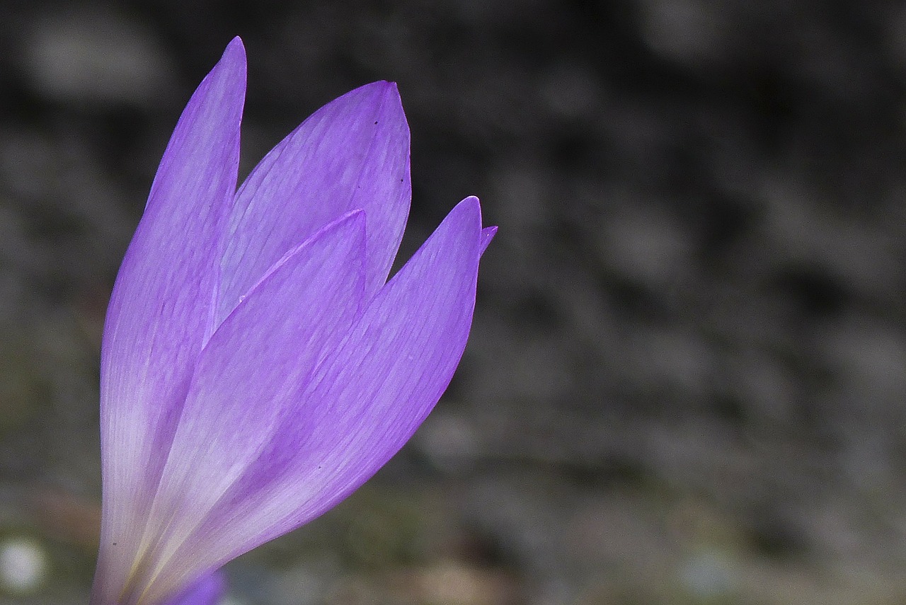 purple flower autumn free photo