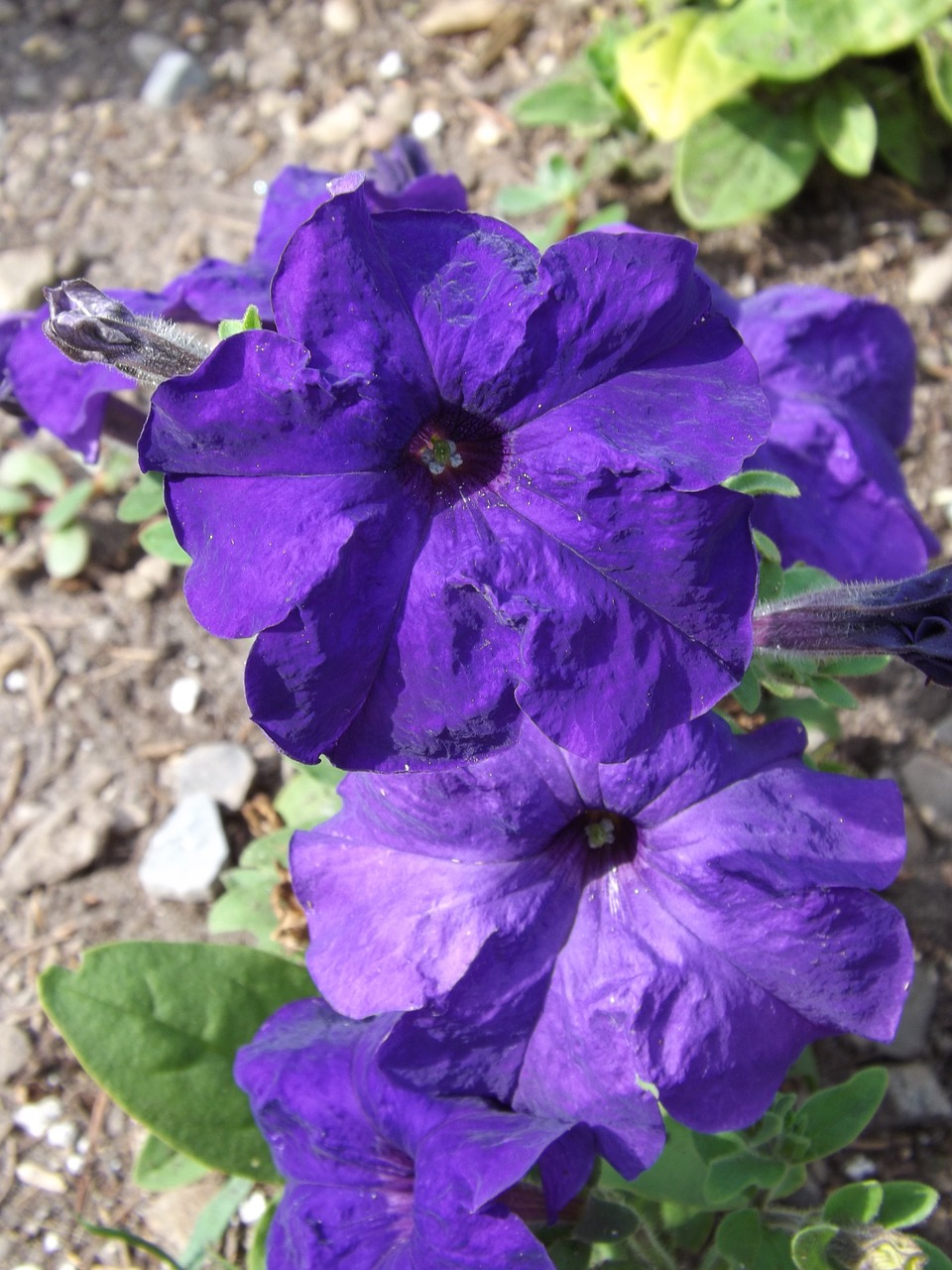 purple petunia flowers free photo