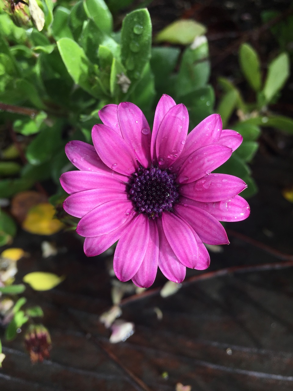 Purple,daisy,flower,plant,garden - free image from needpix.com