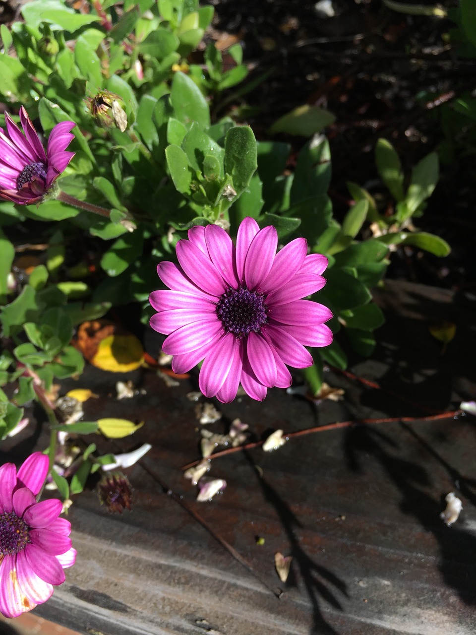 purple daisy flowers free photo