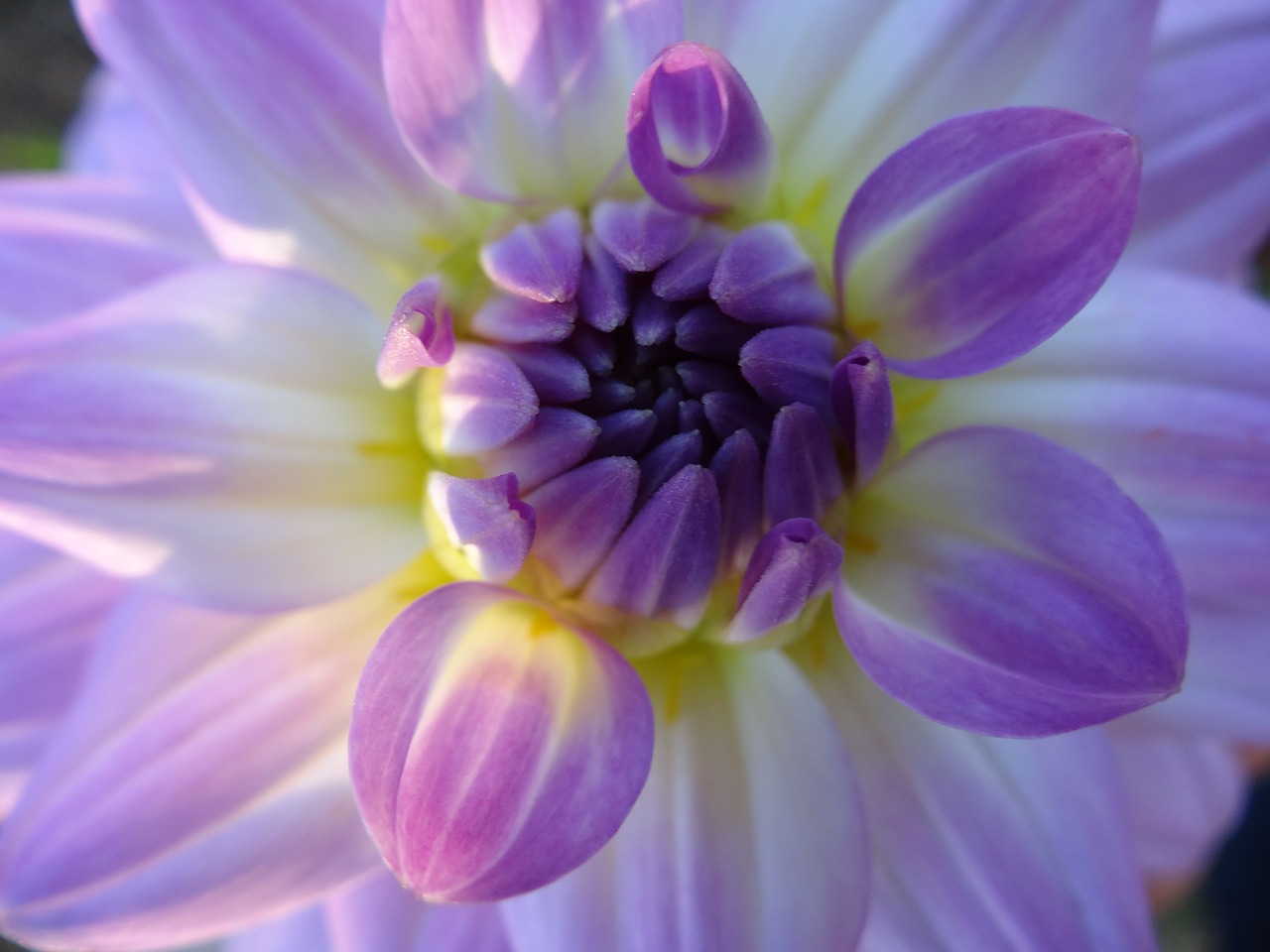 purple white flower free photo