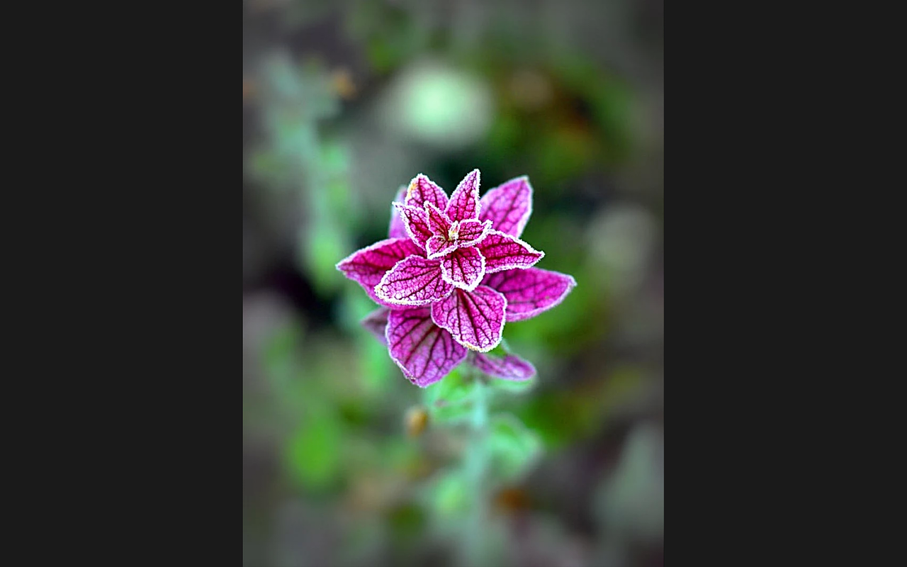 purple flower spring free photo