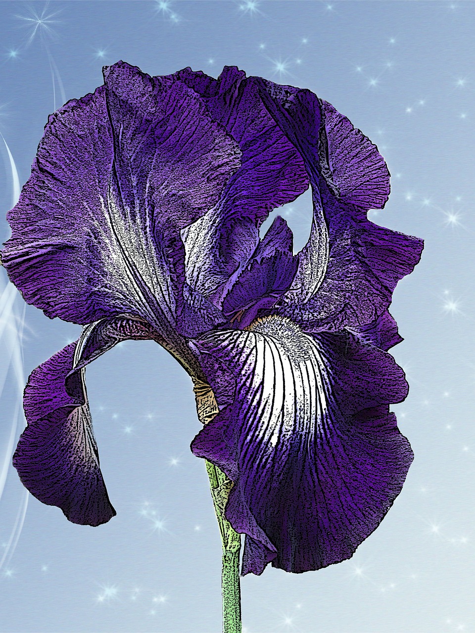 purple lily flower free photo