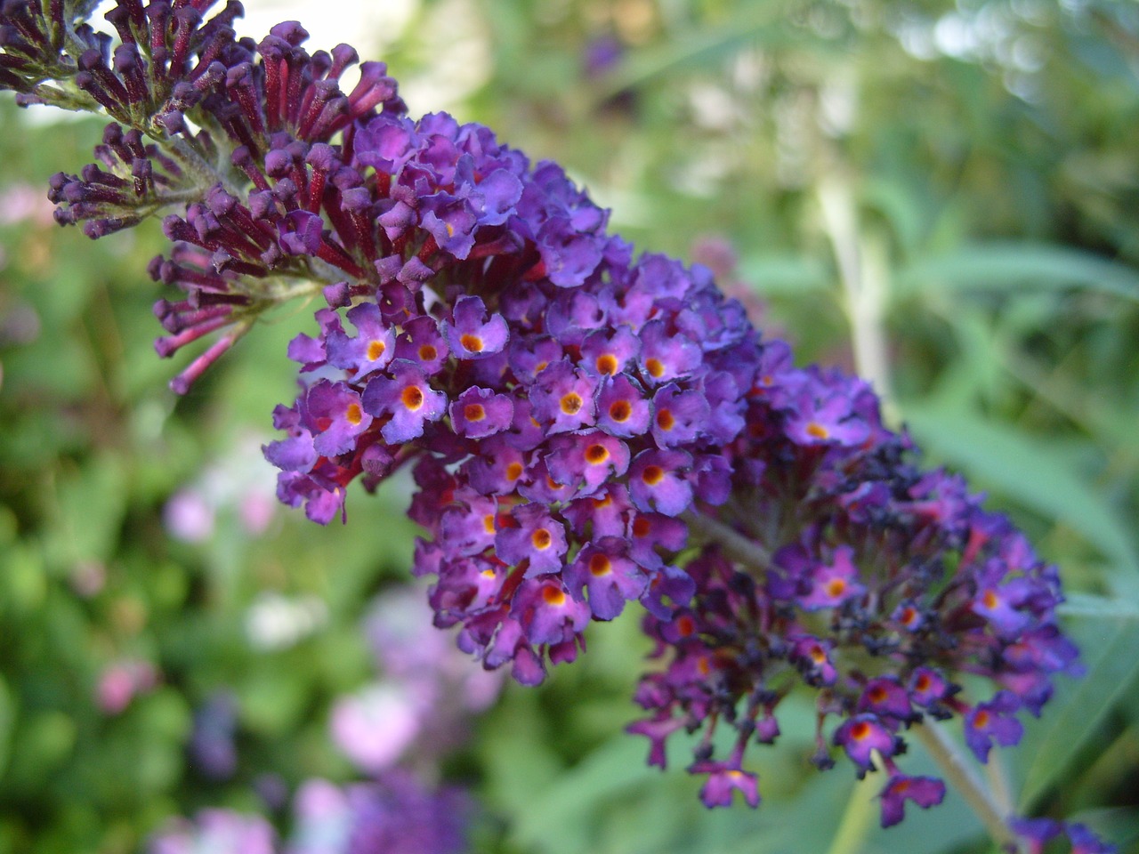 purple flower blossoms free photo