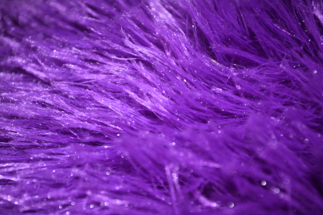 purple fur furry free photo