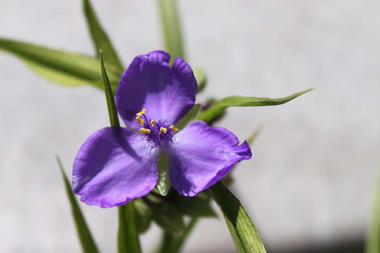 purple flower blossom free photo